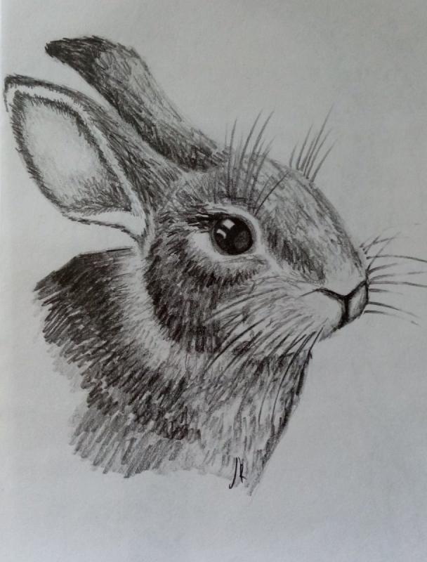 Графика карандашом заяц