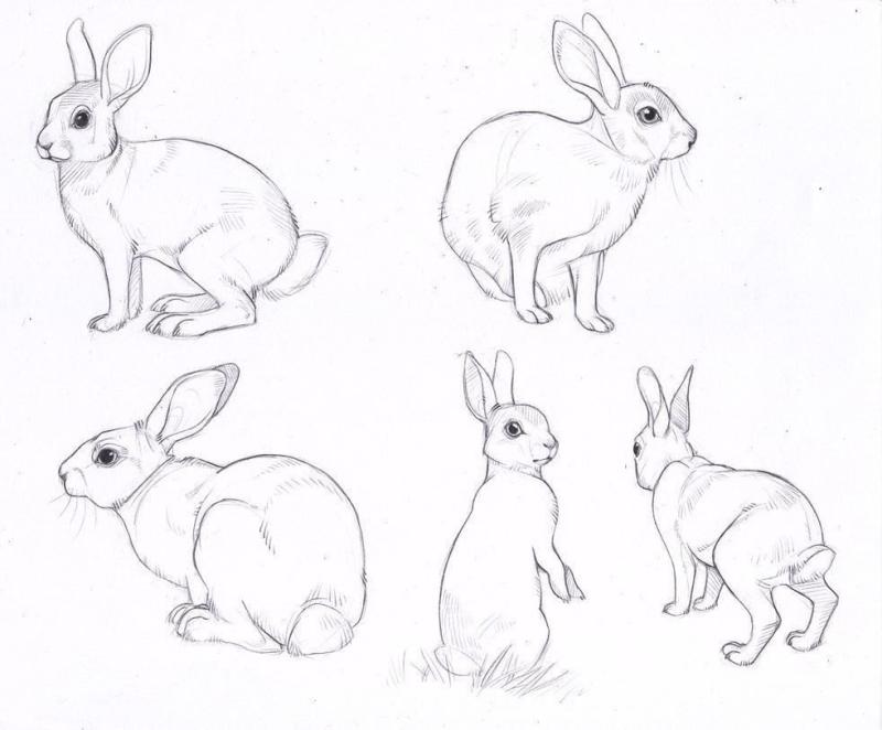 Кролик набросок