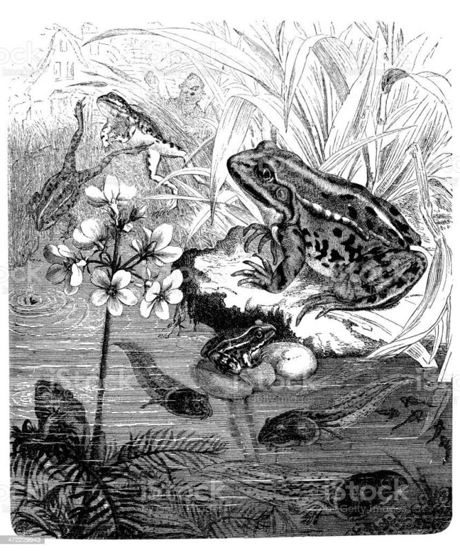 Альфред Брем лягушки