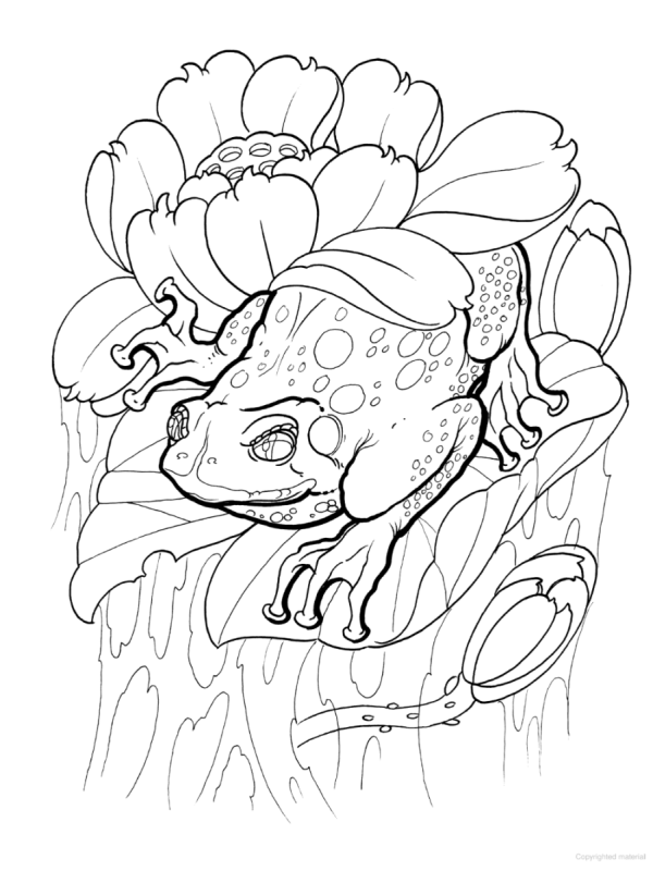 Гаршин сказка о жабе и Розе раскраска