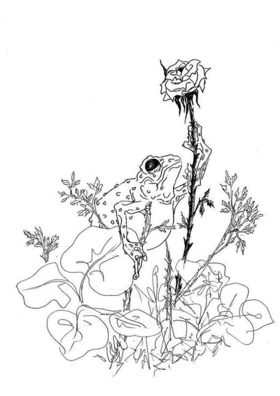 Гаршин сказка о жабе и Розе