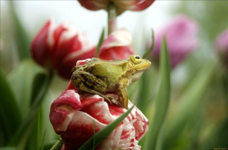 Лягушка в цветах