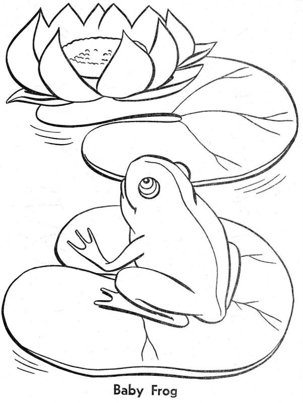 Жаба на кувшинке раскраска