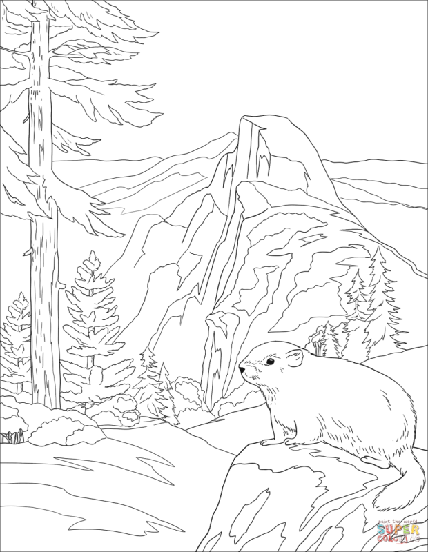 Заповедной природы раскраска