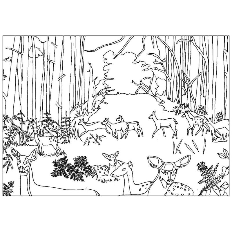 В лесу. Раскраска