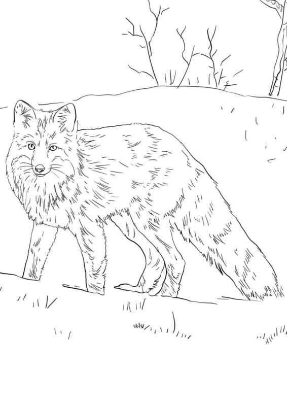 Раскраска животные леса