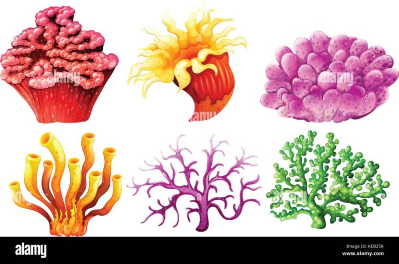 Бирюзовые кораллы на белом фоне