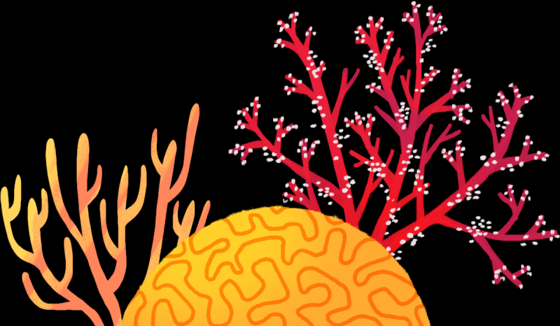 Морские водоросли для детей