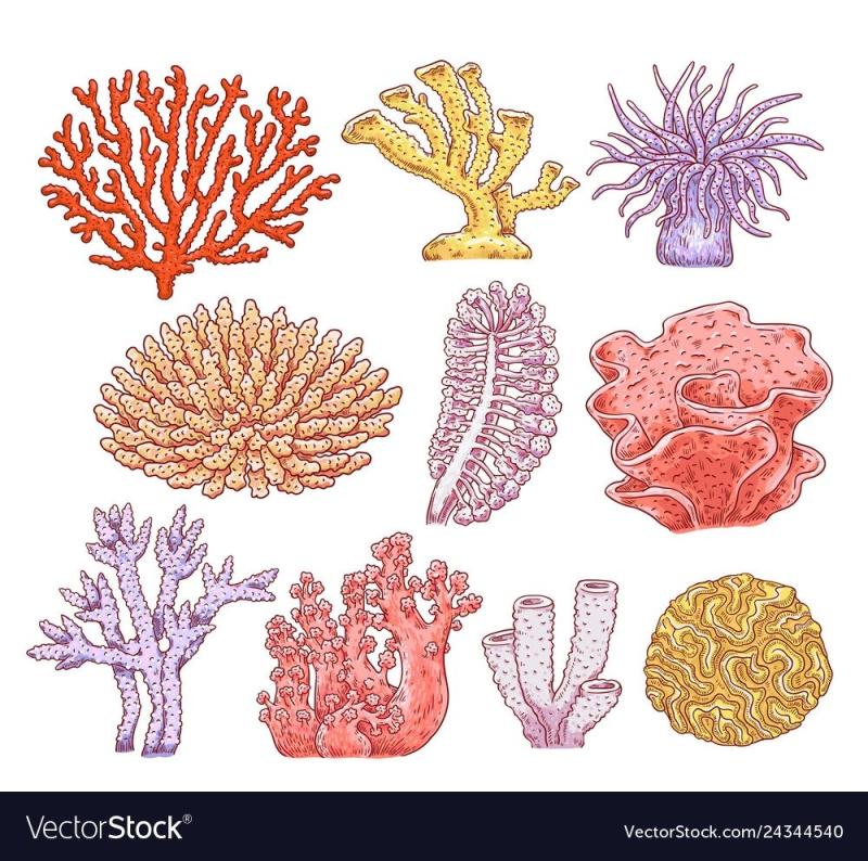Кораллы референс