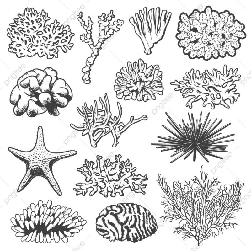 Зарисовки кораллов