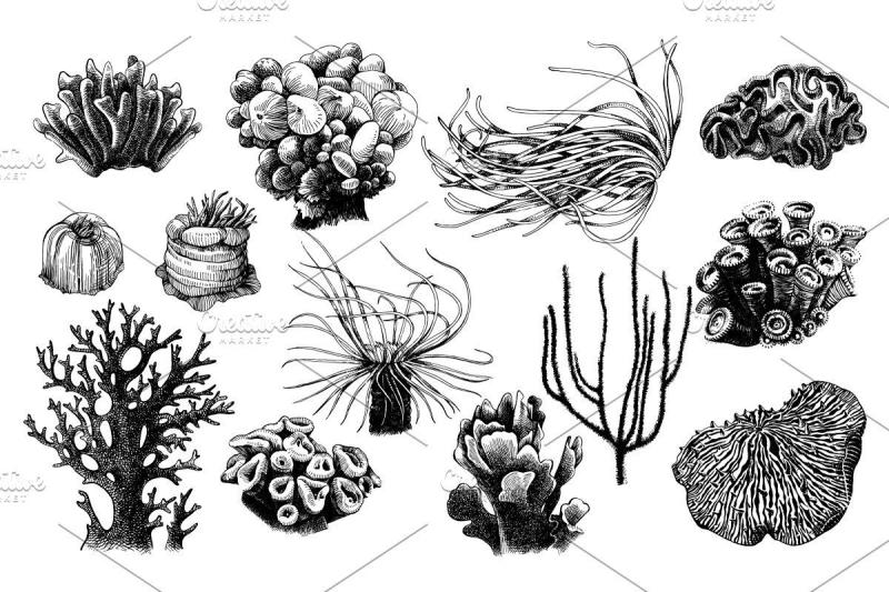 Кораллы для детей