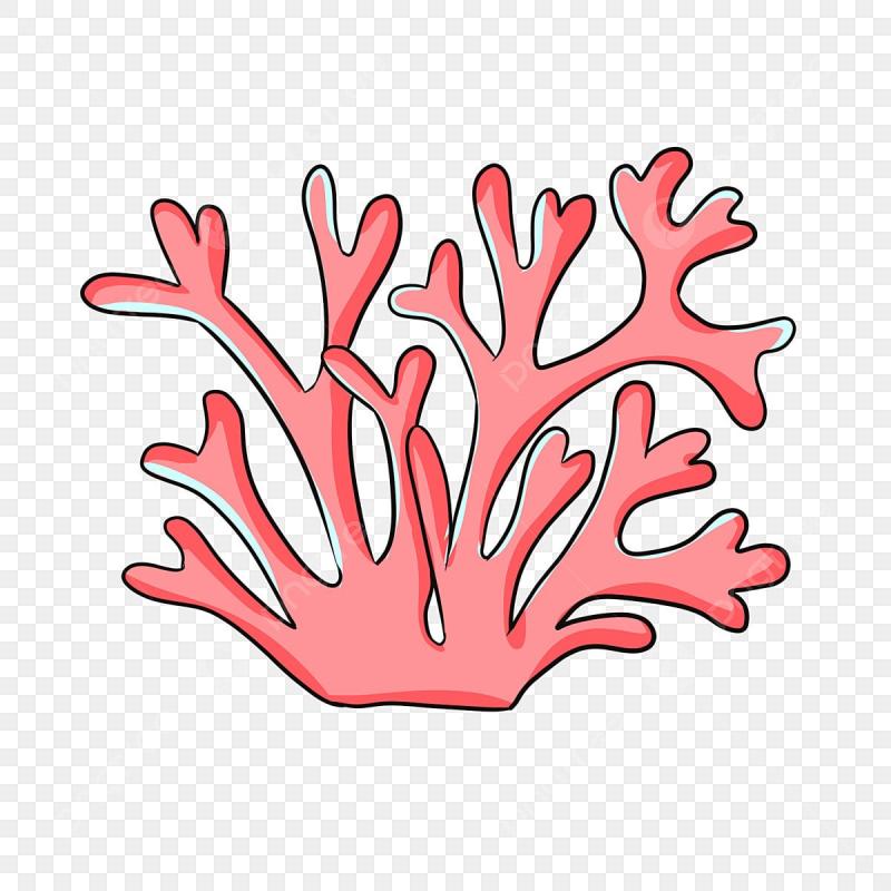 Кораллы для детей