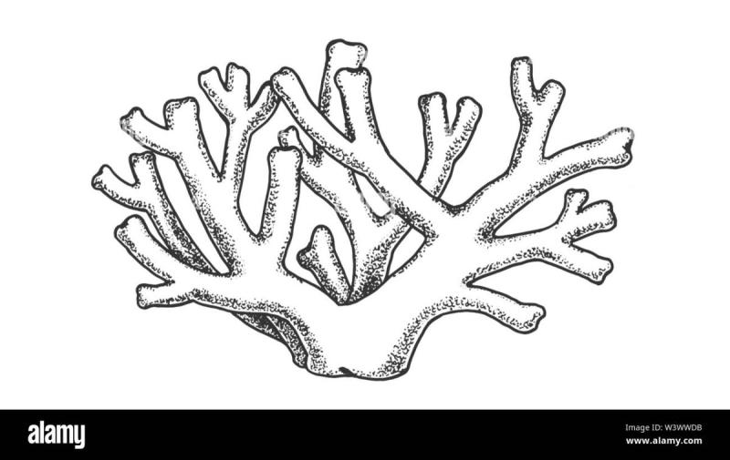 Кораллы вектор