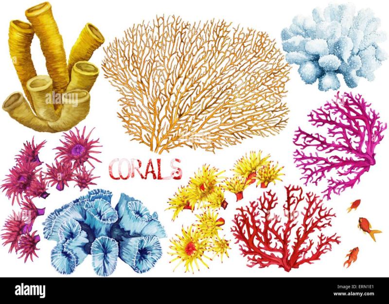 Кораллы для детей