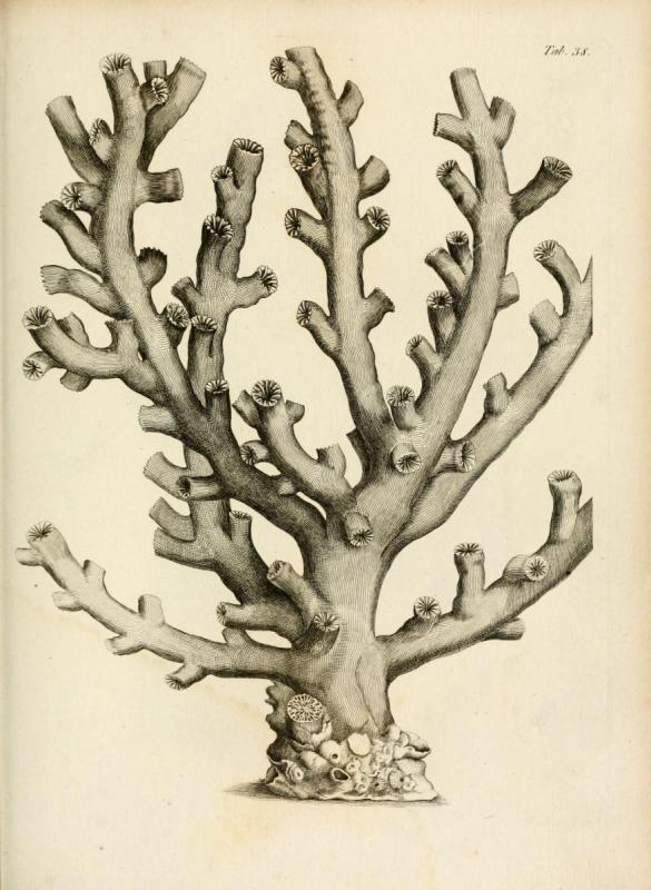 Картины из кораллов