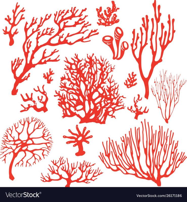 Цветные кораллы на белом фоне