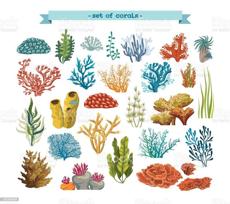 Кораллы эскиз