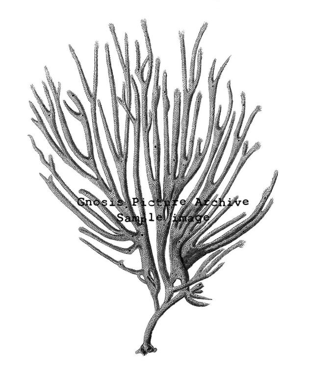 Кораллы кудрявые эскиз