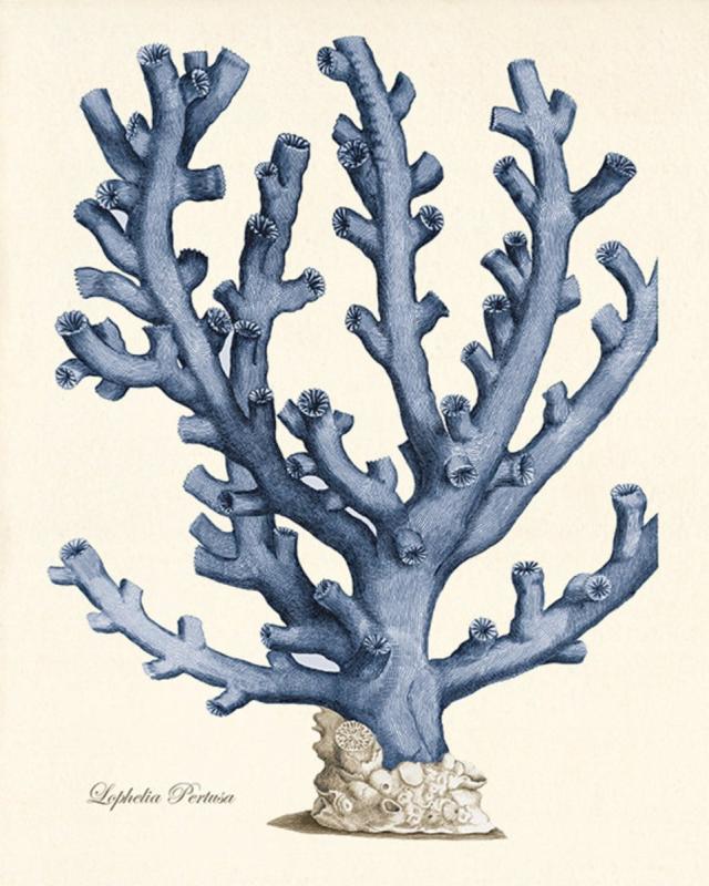 Как нарисовать кораллы и водоросли