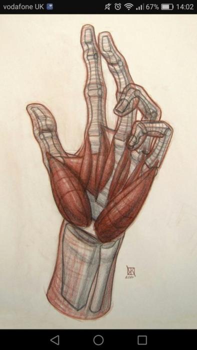 Баммес мышцы кисти