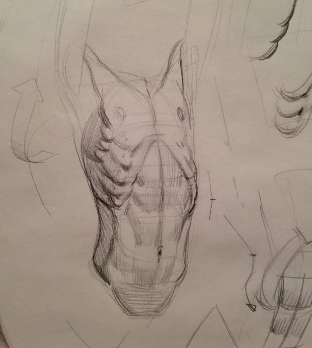 Рисунки по анатомии