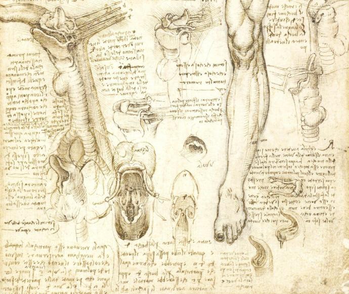 Леонардо да Винчи анатомия