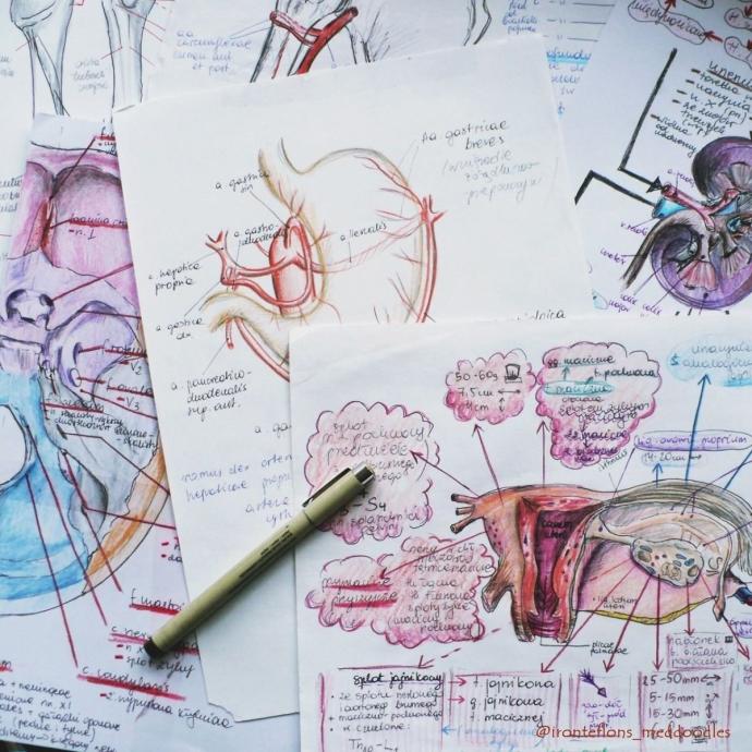 Анатомия конспекты