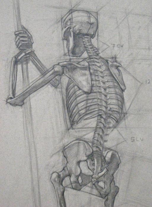 Анатомия Баммес скелет сзади человека