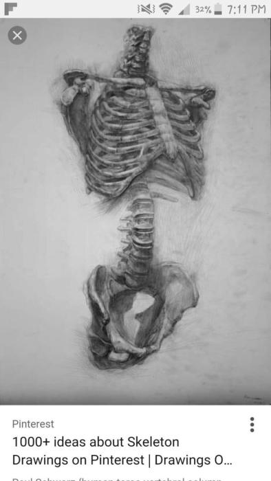 Баммес грудная клетка и таз