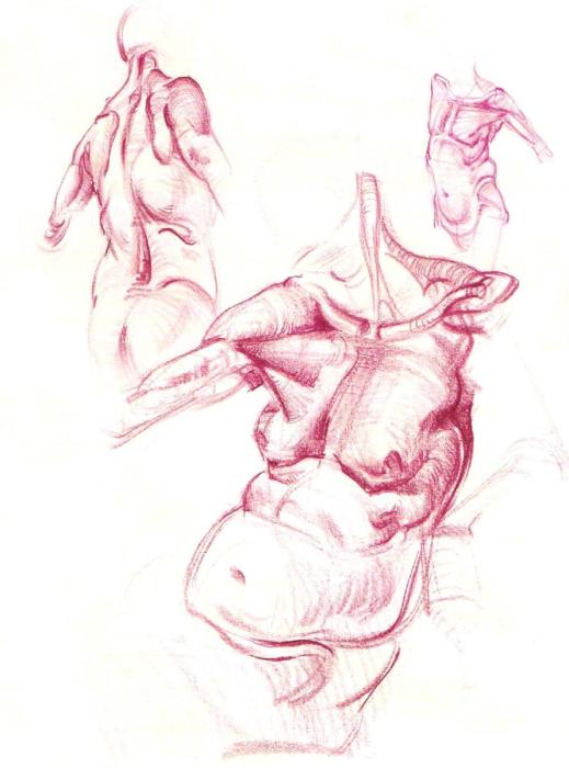 Хэмптон анатомия