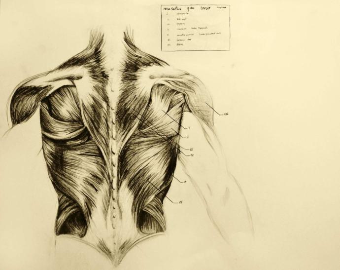 Красивые анатомические арты