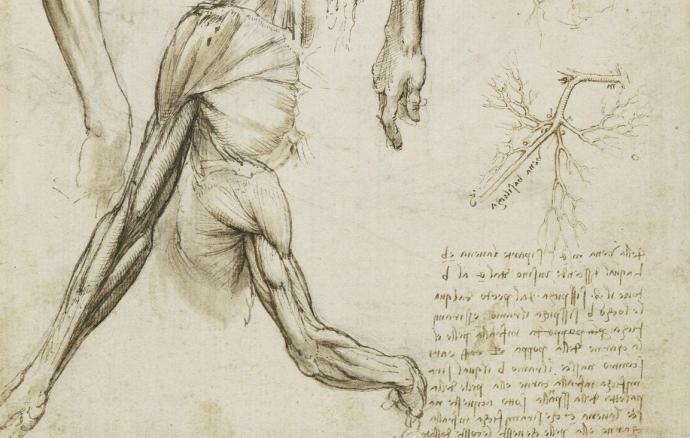 Анатомия зарисовки