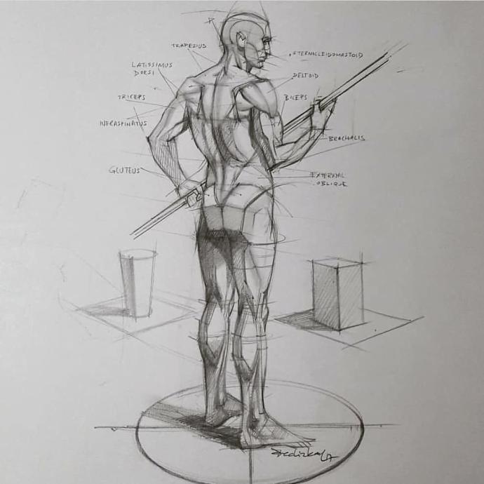 Анатомия для художников