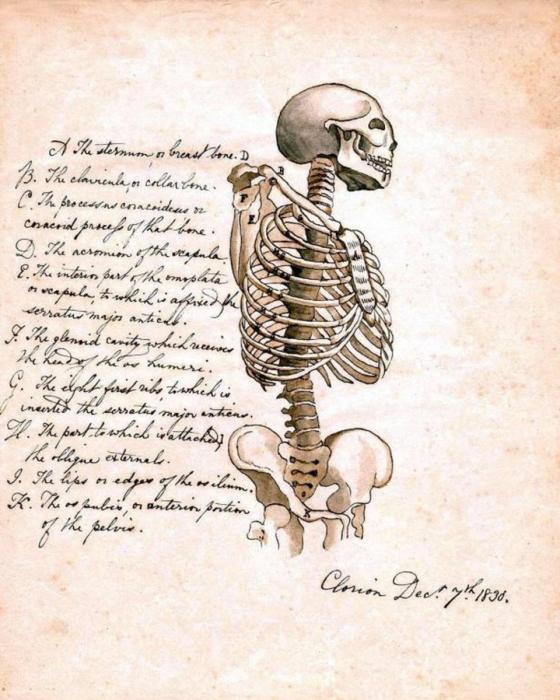 Анатомические плакаты старые