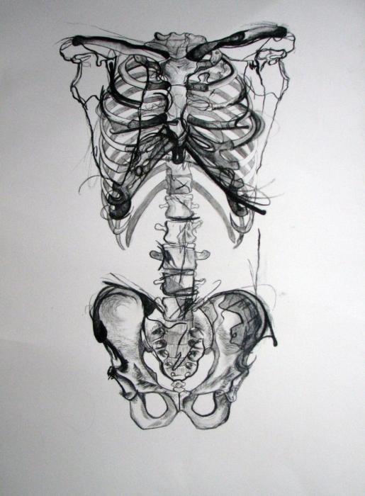 Эскиз человеческой анатомии