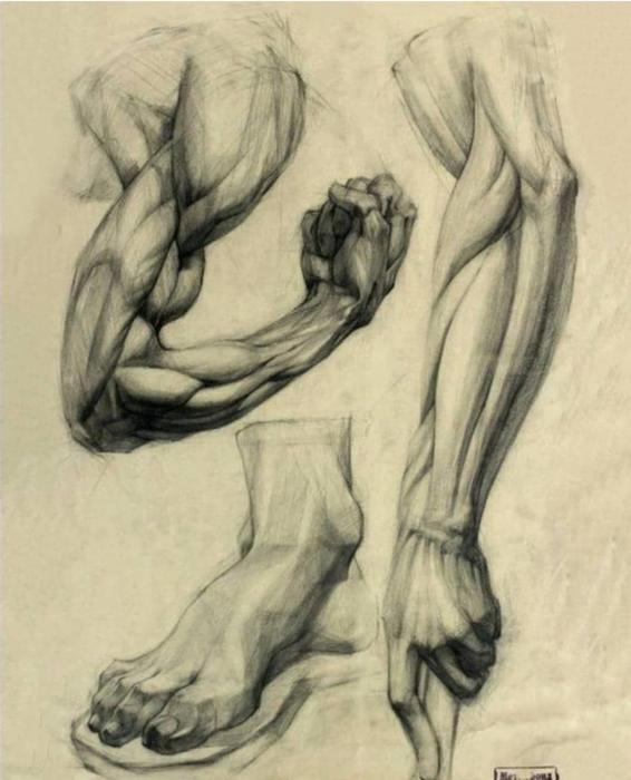 Мышцы предплечья анатомия Баммес