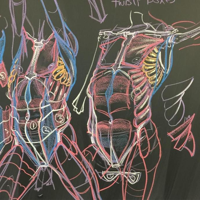 Анатомия дюваль