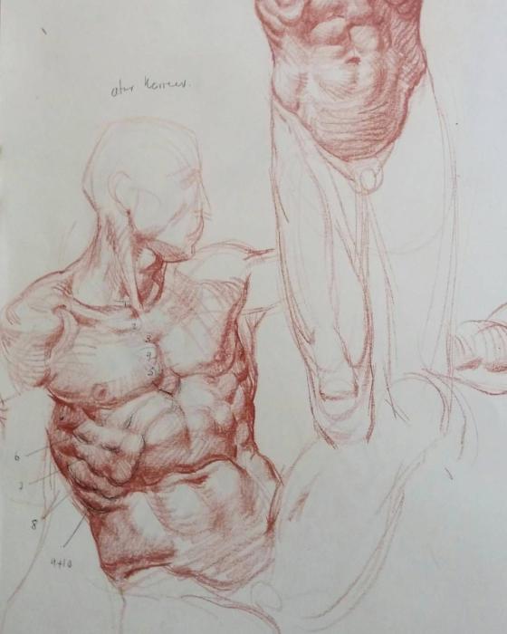 Анатомические Наброски