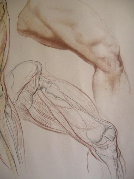 Пластическая анатомия ноги человека