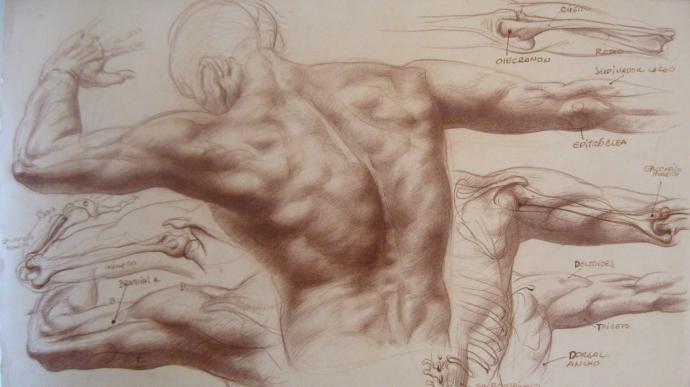 Основы рисования и пластической анатомии