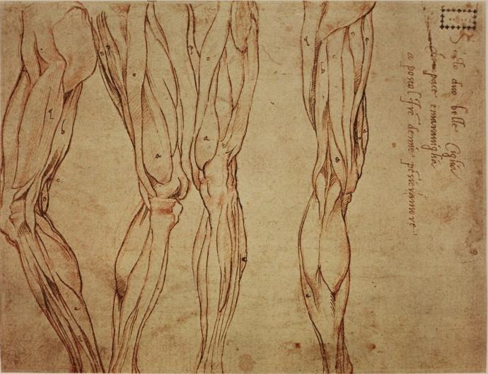 Наброски Леонардо да Винчи анатомия