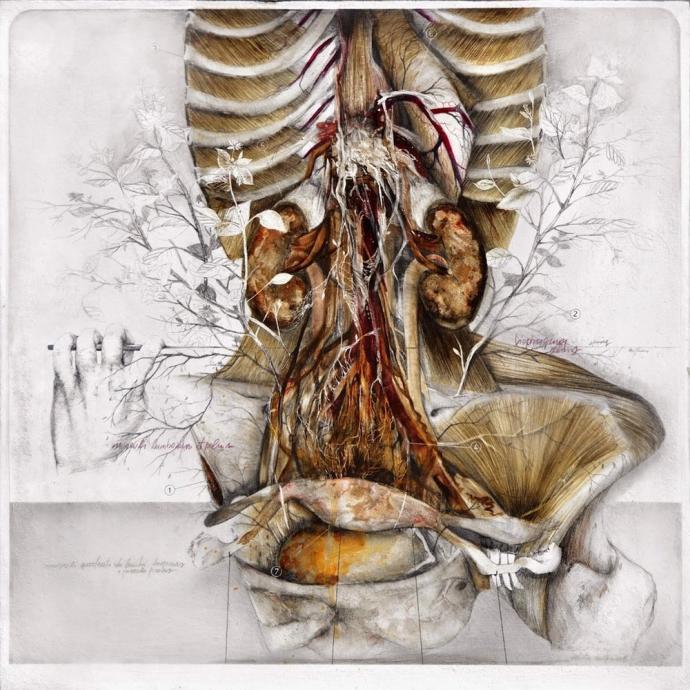 Анатомические иллюстрации