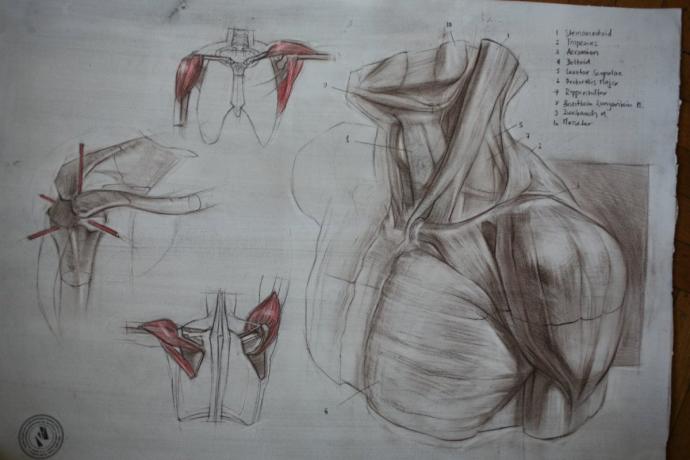 Анатомия Баммес мышцы шеи