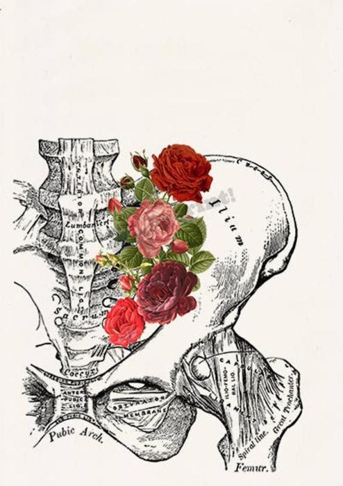 Тазовые кости с цветами