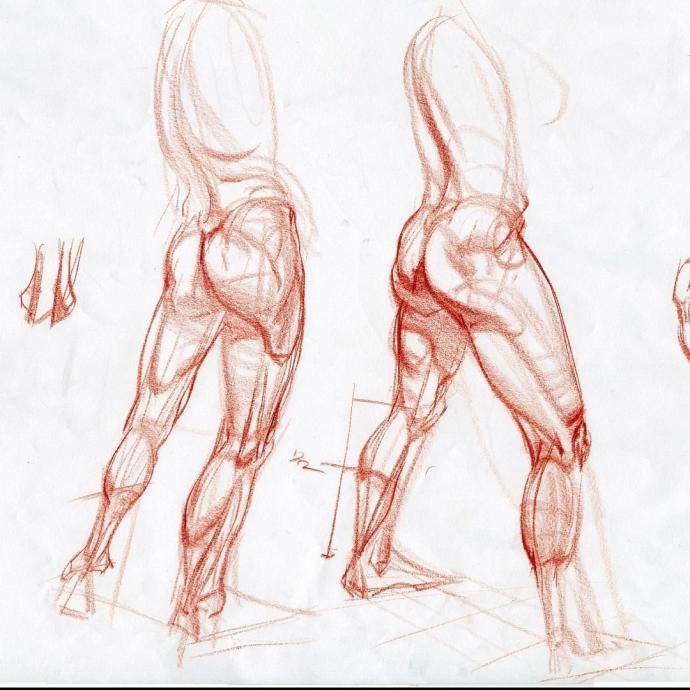 Баммес анатомия мышцы рук