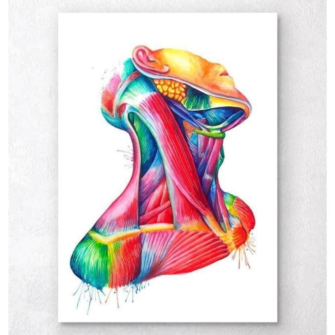 Красивые рисуночки анатомия