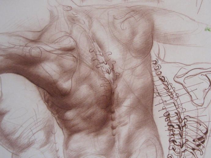 Анатомические зарисовки