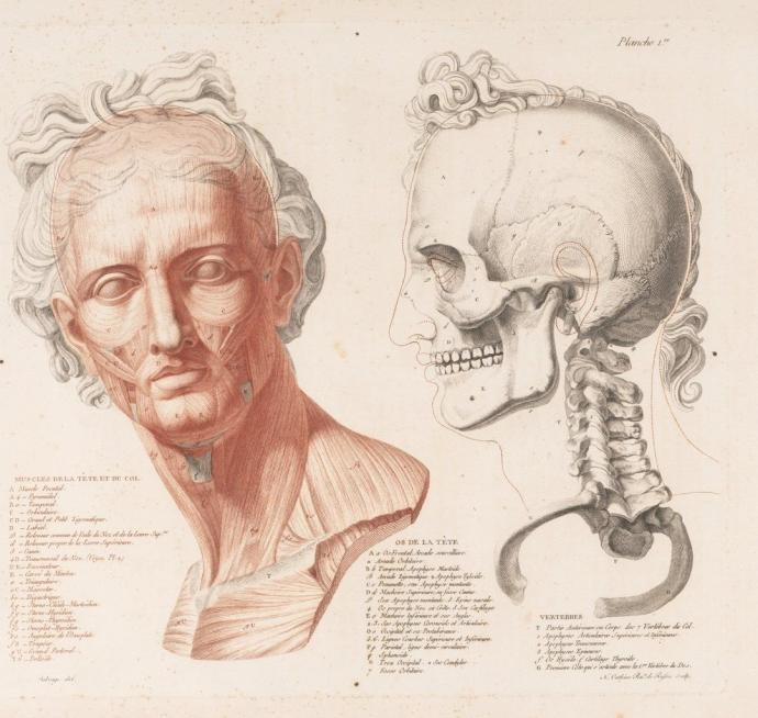 Анатомия дюваль