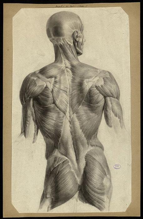 Мышцы спины Баммес