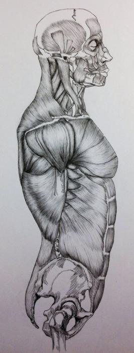 Анатомия человека зарисовки